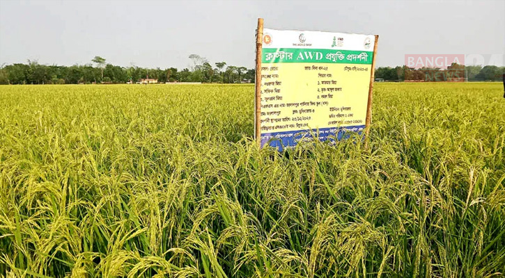 মৌলভীবাজারে বাসমতির বিকল্প বিনা ধানের বাম্পার ফলন